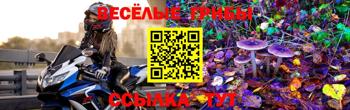 Псилоцибиновые грибы Cubensis  Псилоцибиновые грибы Cubensis  Сунжа  Вход с VPN 